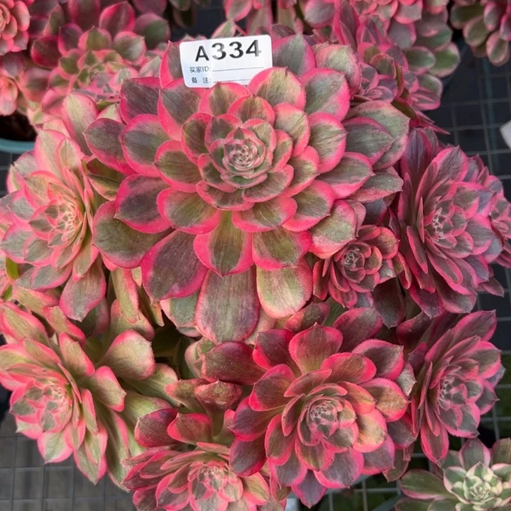 334云荷23厘米左右