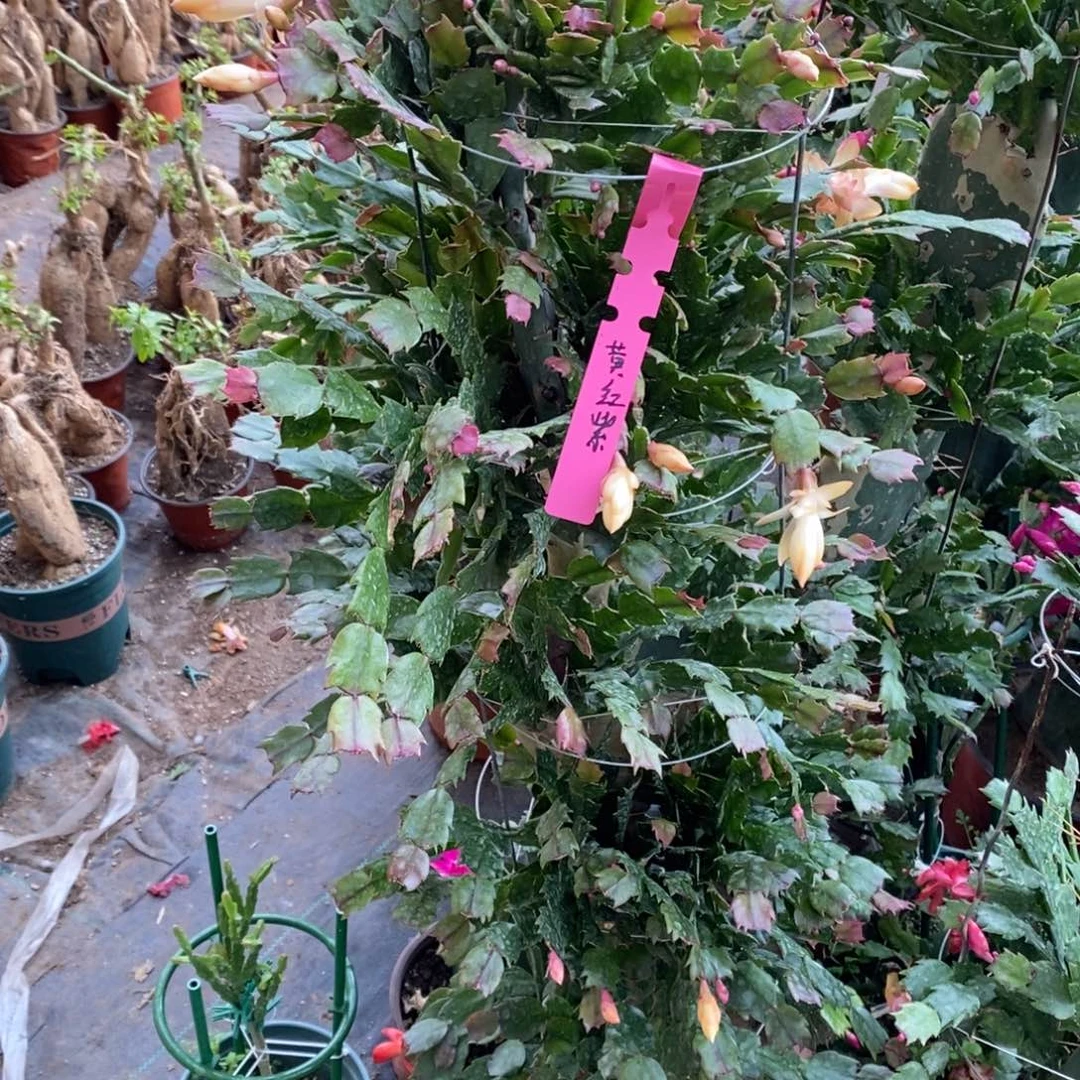 徐***饨无花朵福利款五层