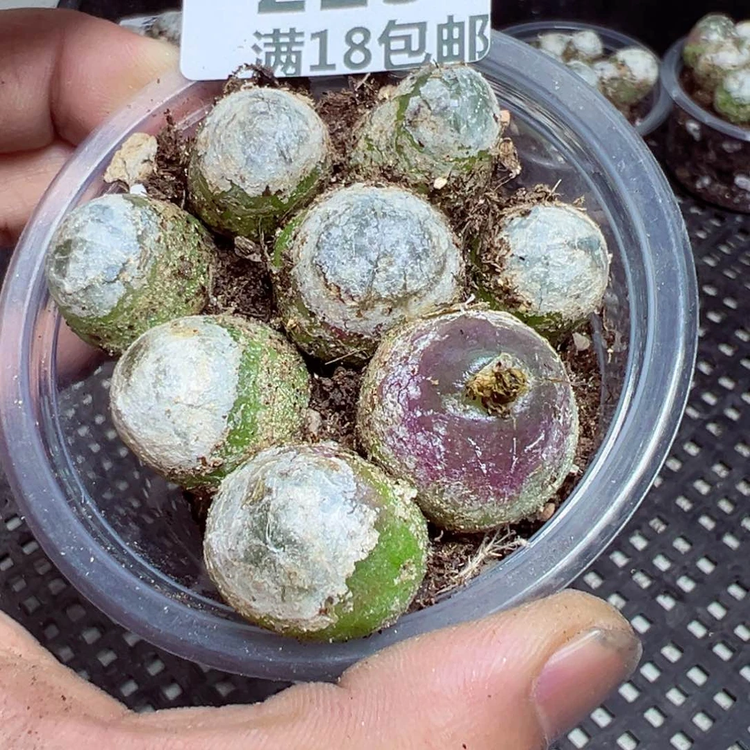 【闪购商品】 213.