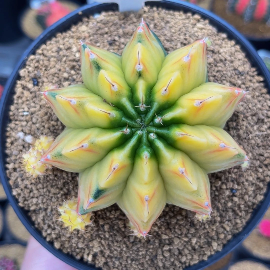 大菠萝 米哈仙人球