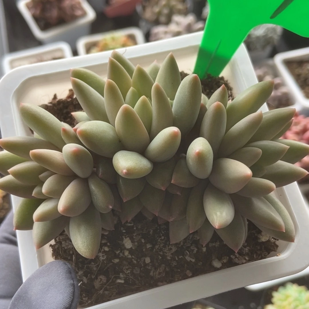 3127水晶球多肉植物保护