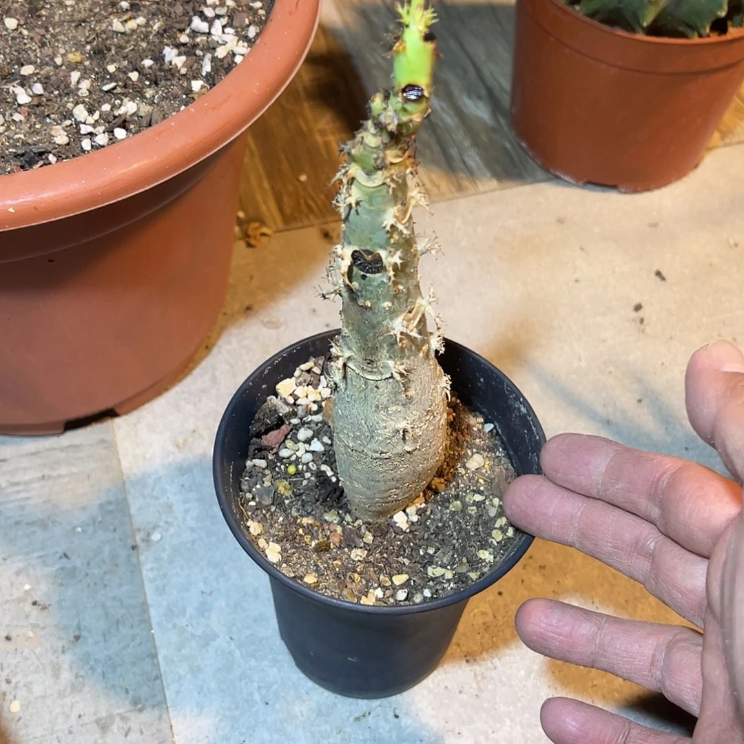 佛肚棠块根一物一拍