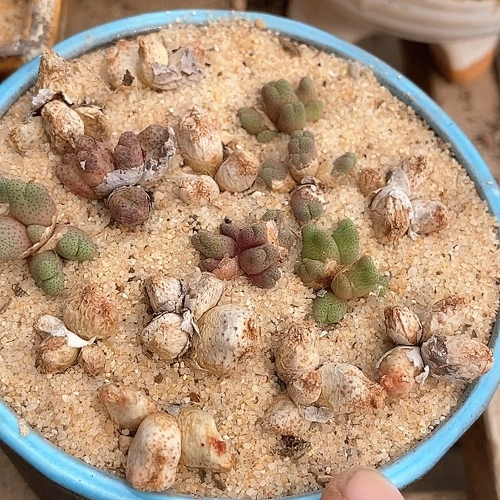 3573群生955d一颗