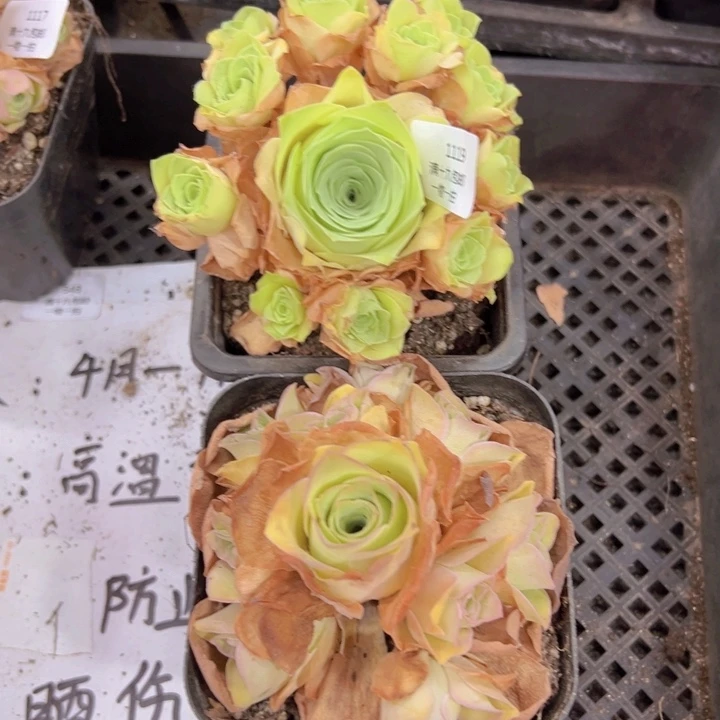 1119 裸根不带土发货不包损