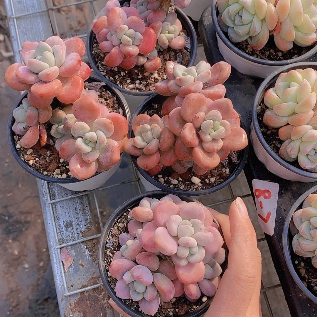 0119/老桩红洛神一颗量拍