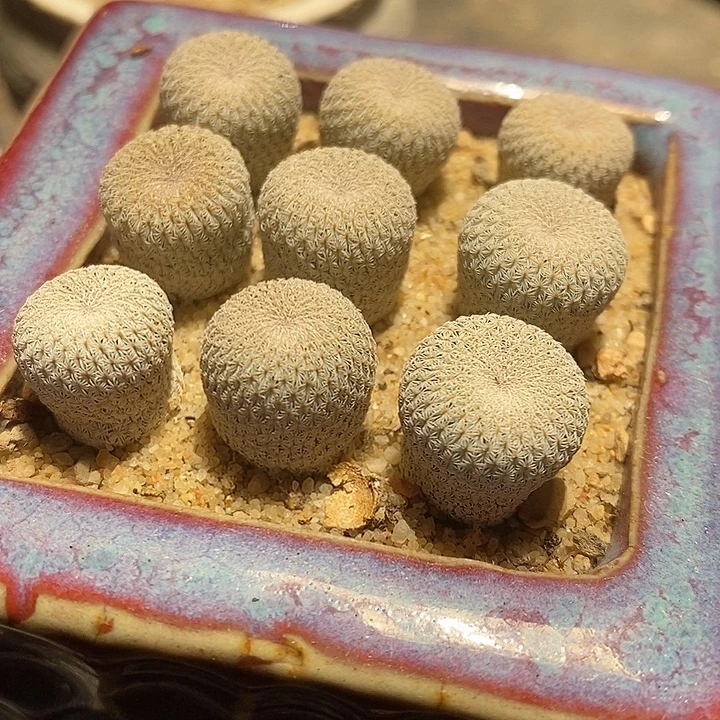 实生月世界一颗。
