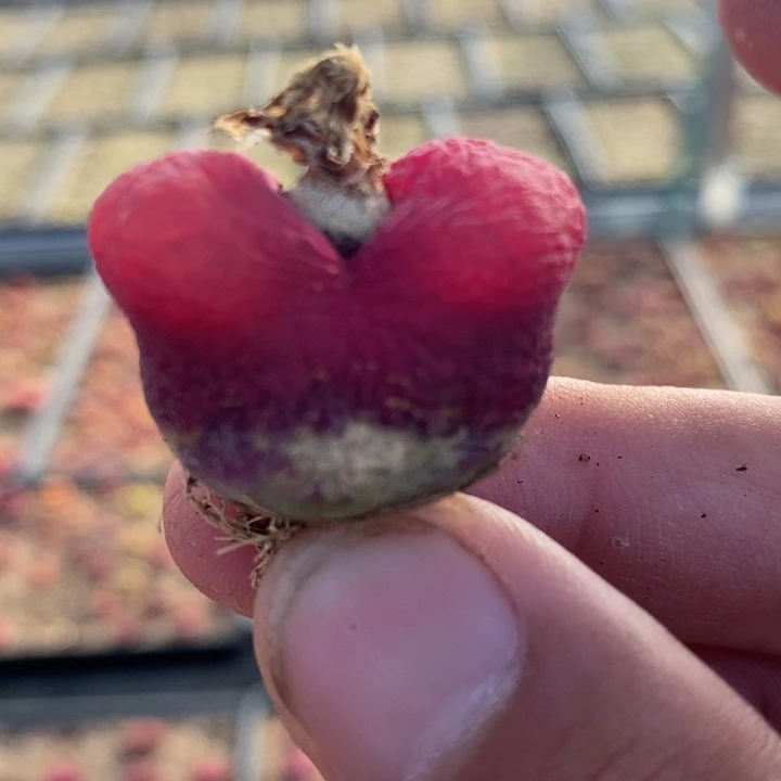 2827一颗一颗一颗