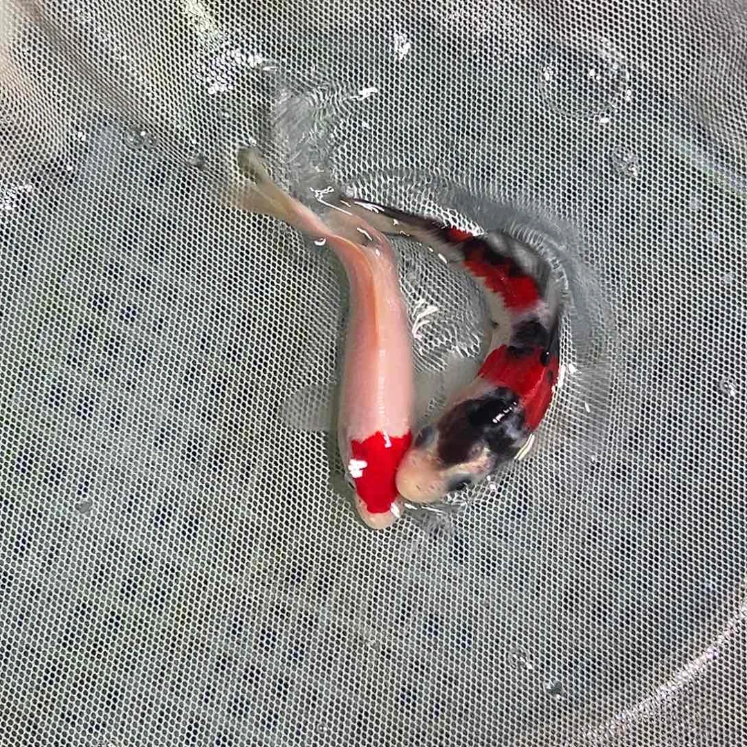 锦鲤锦鲤观赏鱼1111