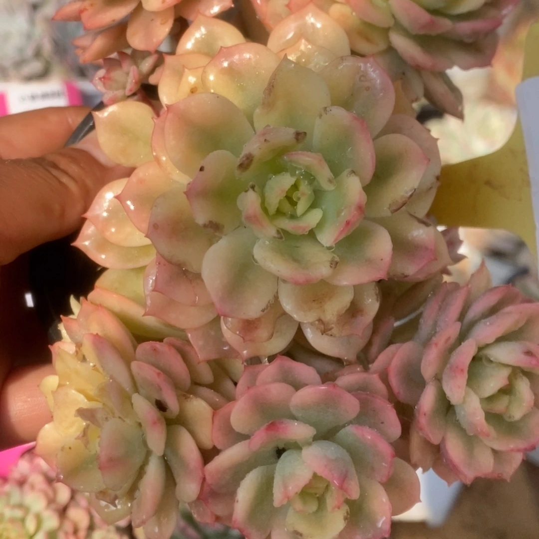 309红化妆锦锦锦锦锦