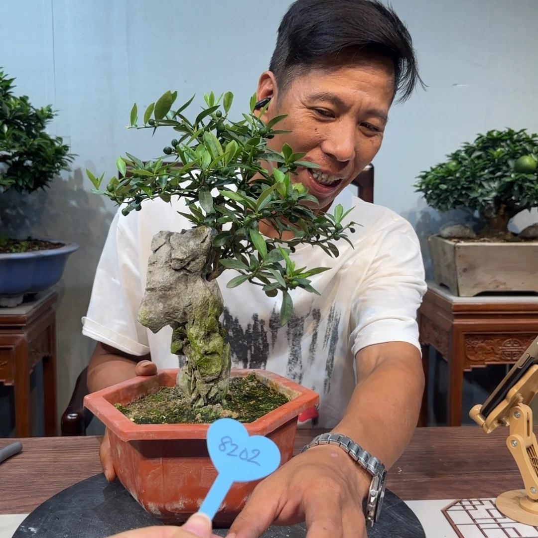 当前无花朵，栽培后可花朵三*