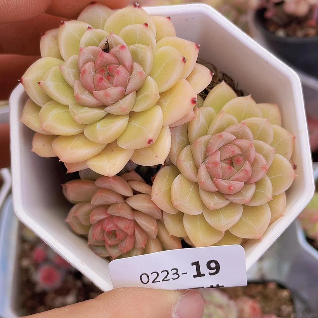 0000000000019一物一拍