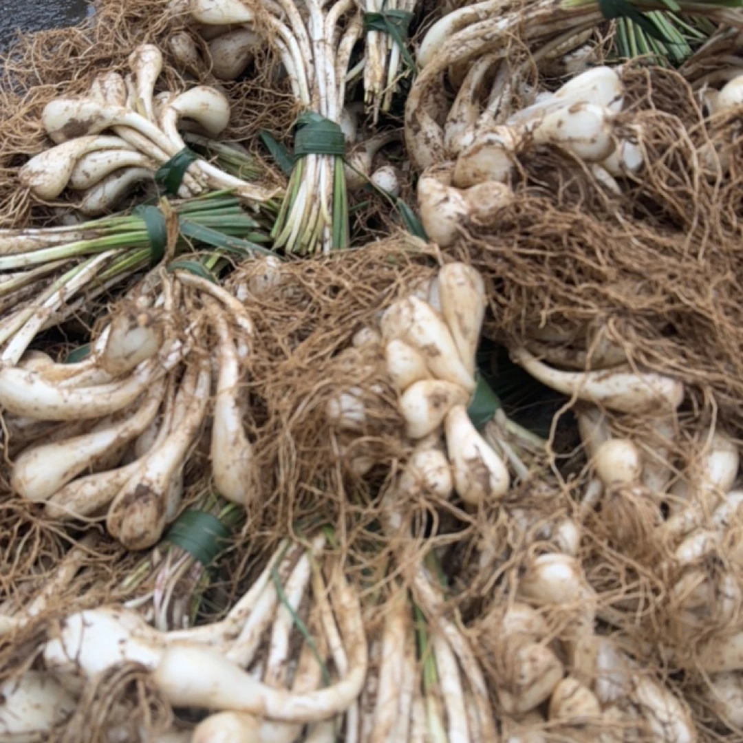 新鲜现挖藠头爽口凉拌健康营养农家特产蔬菜