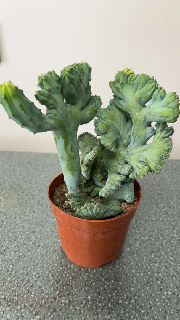 龙神木缀化 仙人球，蓝色 直径约10—15cm，高13-15cm（脱土裸根发货）