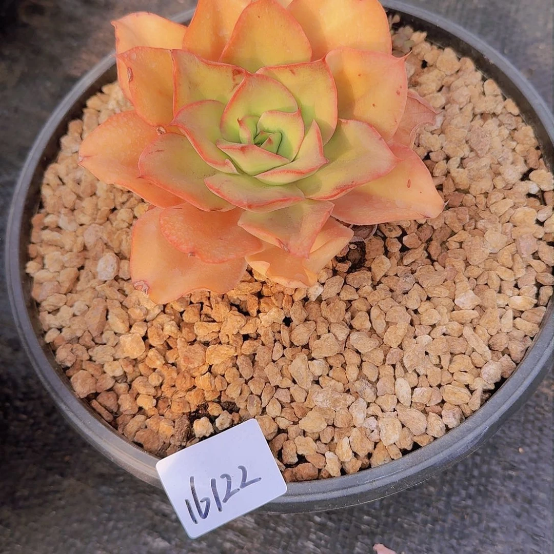 仙*果16122蒙娜丽莎多肉