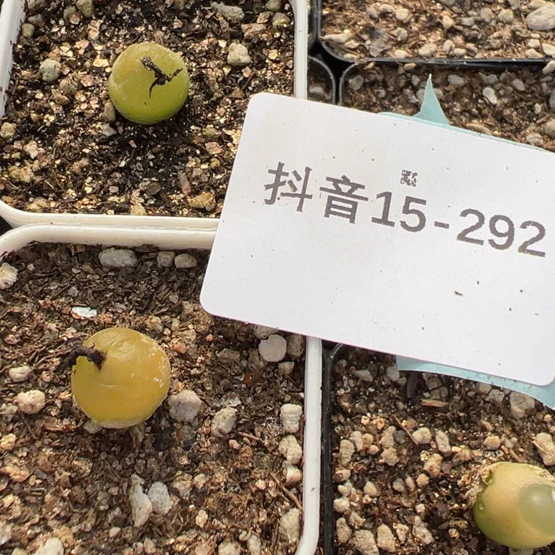 15-292量拍哈莫母本一颗