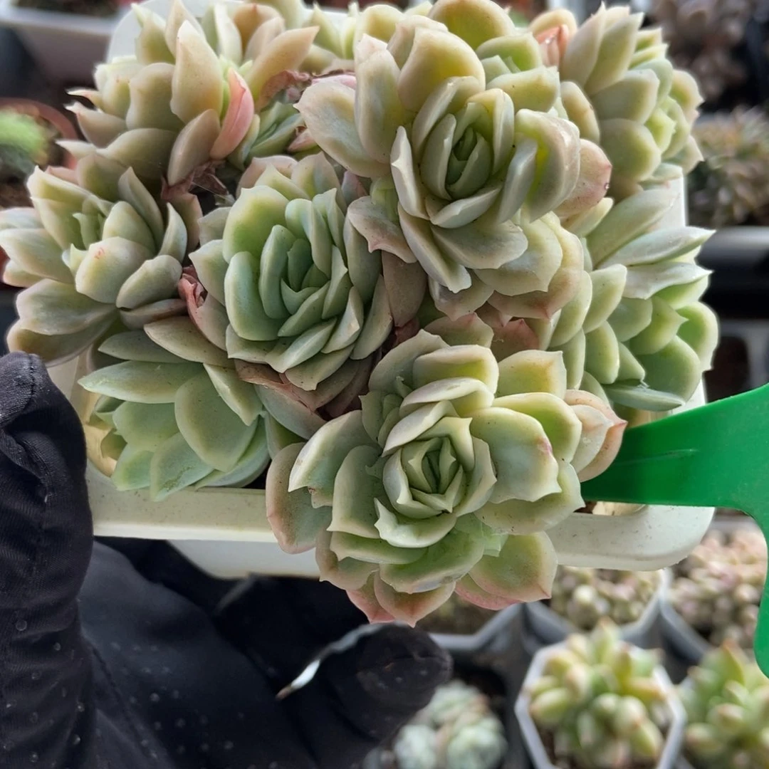 820女王玫瑰冰片锦多肉植物