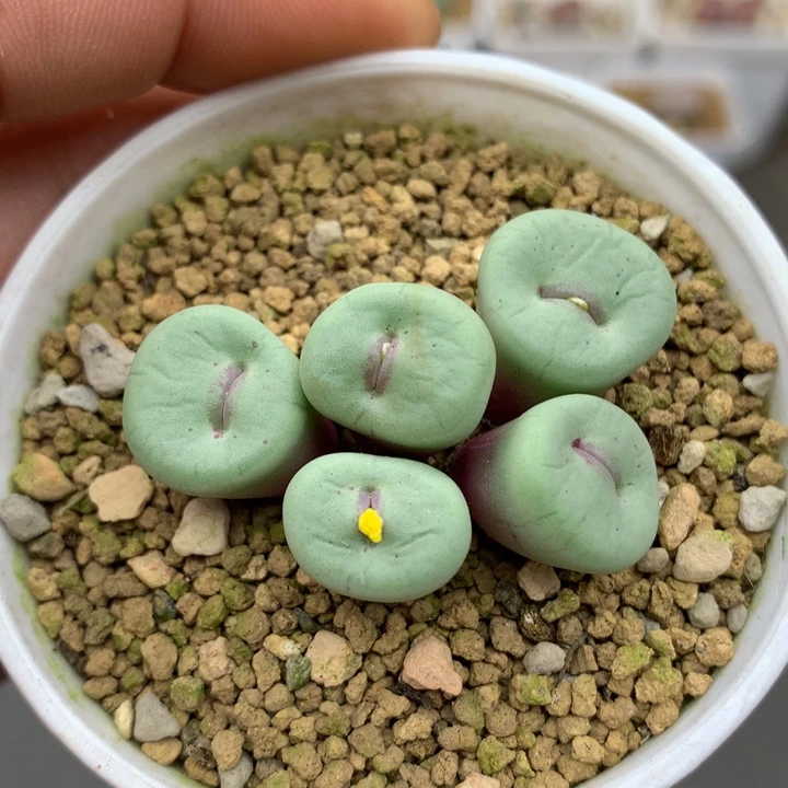 精品多肉植物园艺se嘴