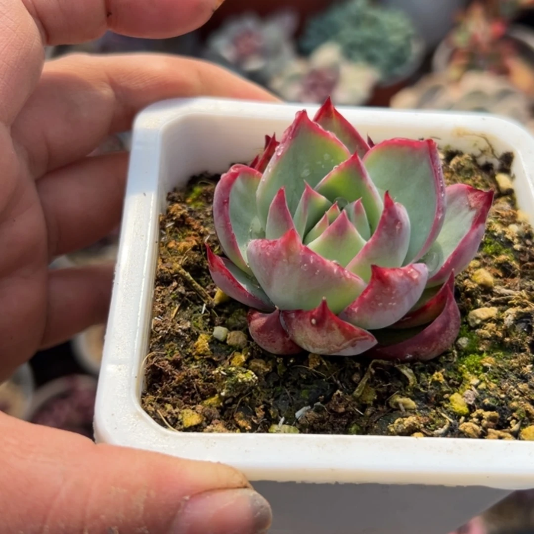 多肉植物多肉植物