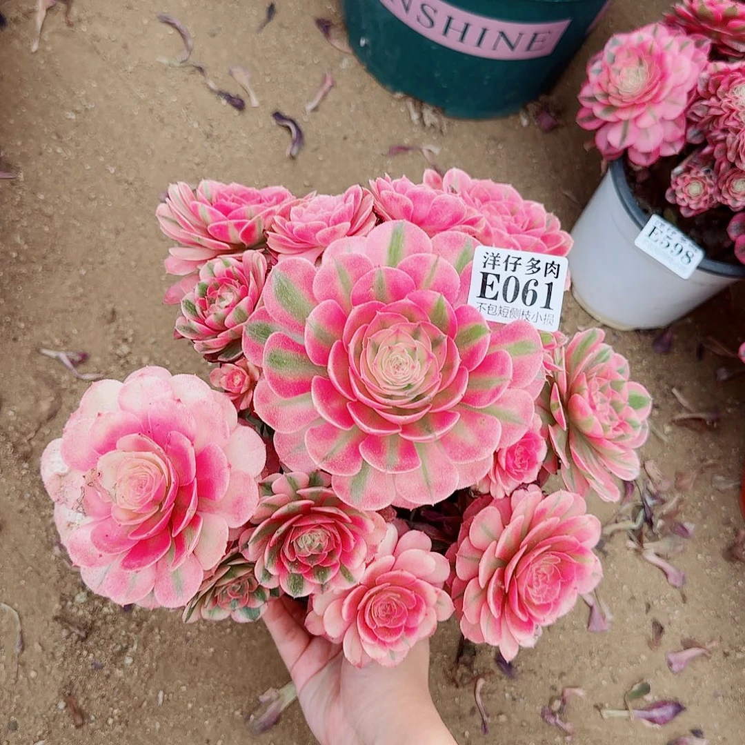 无花朵061荔枝 冠幅25左右