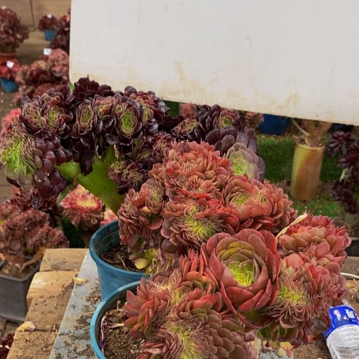 南**飞万圣节➕欧紫缀化多肉1颗