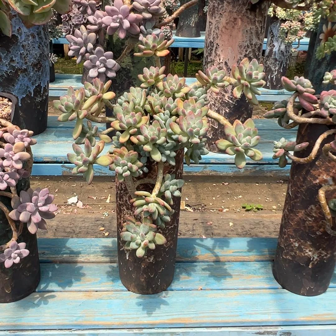 精品苹果奶悬崖 裸根
