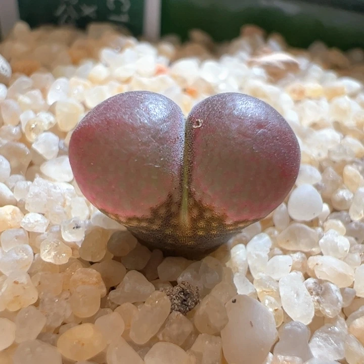 633。c10X贝瑞。  2年开花株 宽翻窗油亮皮