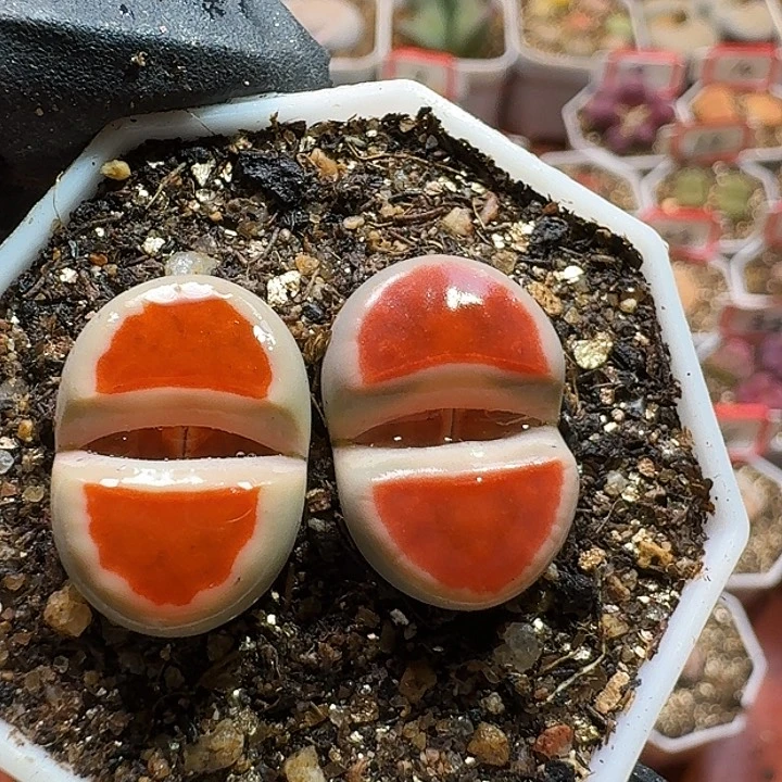 生石花233:：：。  73