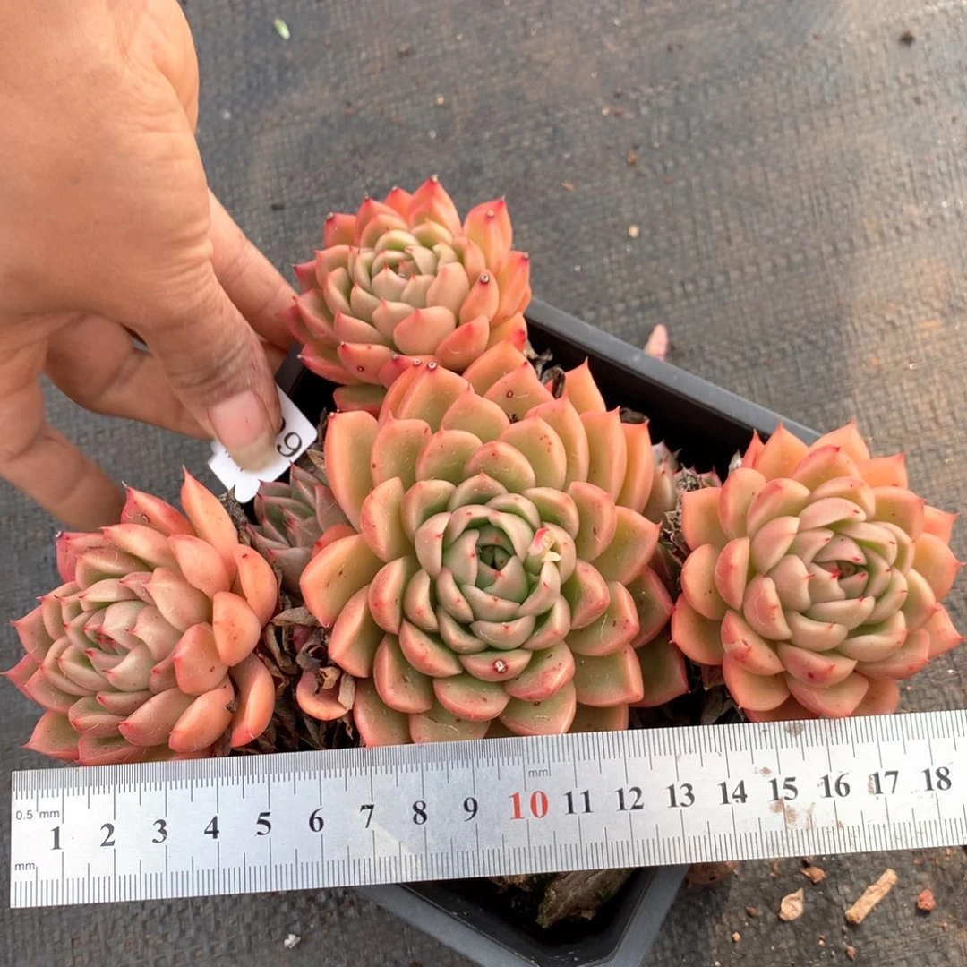 6645不包整散掉头不售后