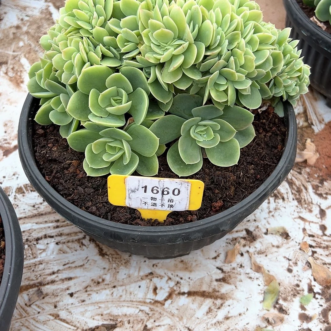 妍***姐星纳塔缀化1660号