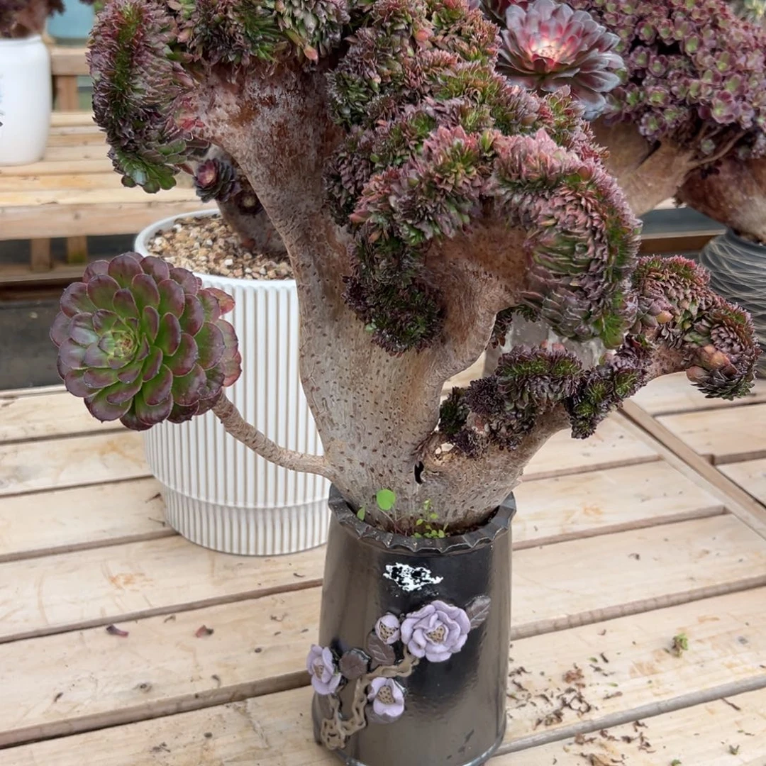 黑金刚老桩厚板朵缀