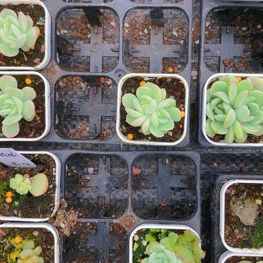 双头苍梧中苗盆一个满25包邮