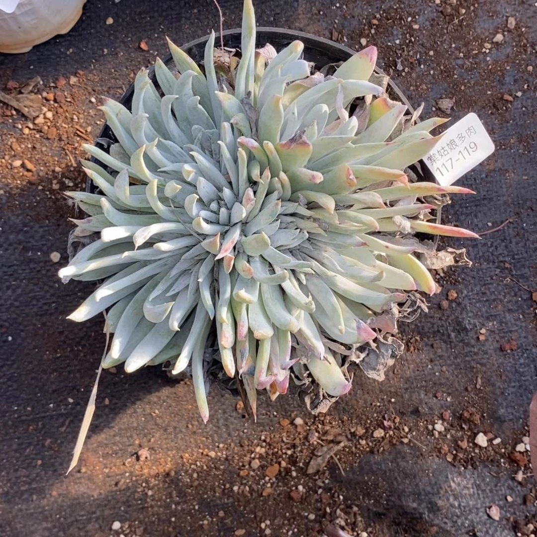 119号白雪缀化群呀多肉