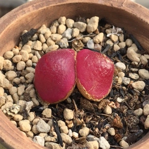 多肉肉锥 双头灯泡