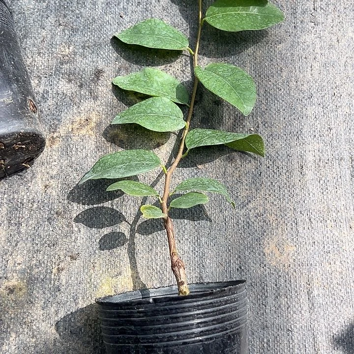 用***8天使258999999999