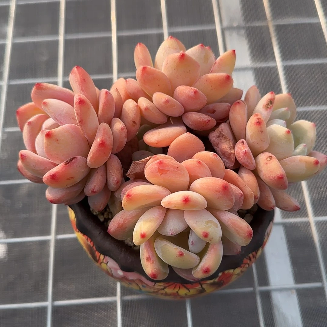 从前慢甄选多肉编号精控冷香