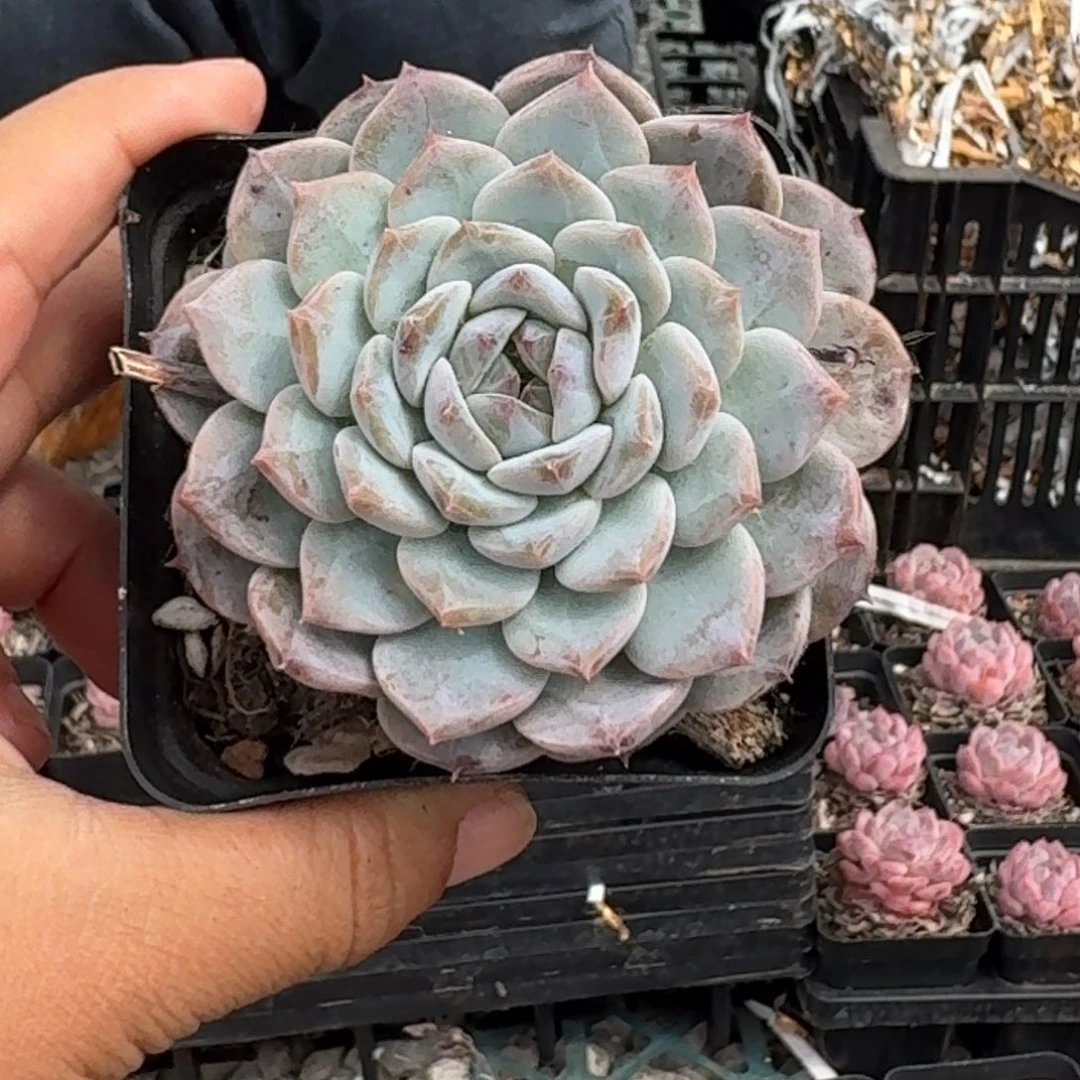 冰糖水晶绿菜5厘米10棵不售后