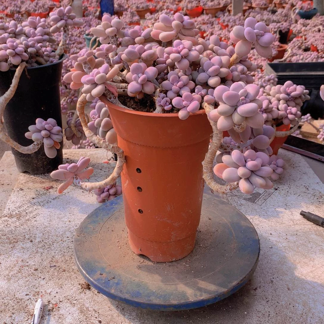 34一物一拍桃蛋有缩杆带盆走物流