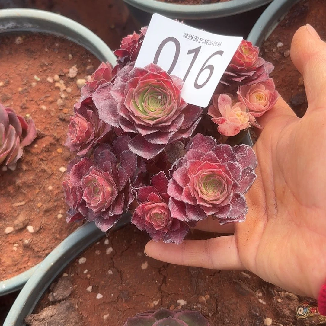 多肉植物海王七彩016