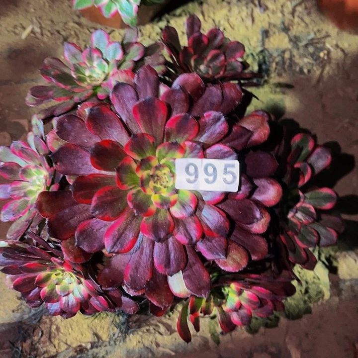 995烟花多肉植物处理不售后