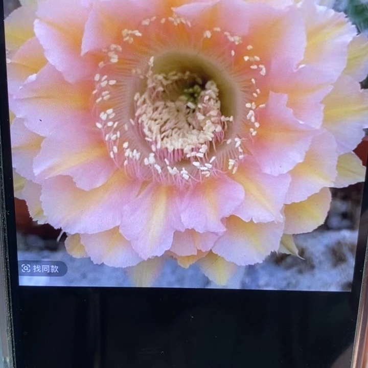 彩草529号7公分左右