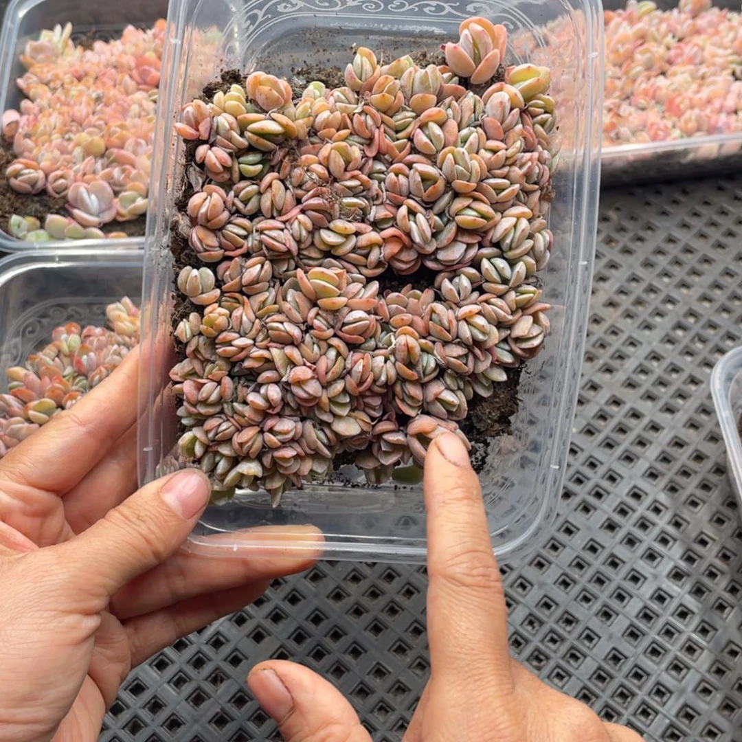 云糖心多肉植物592