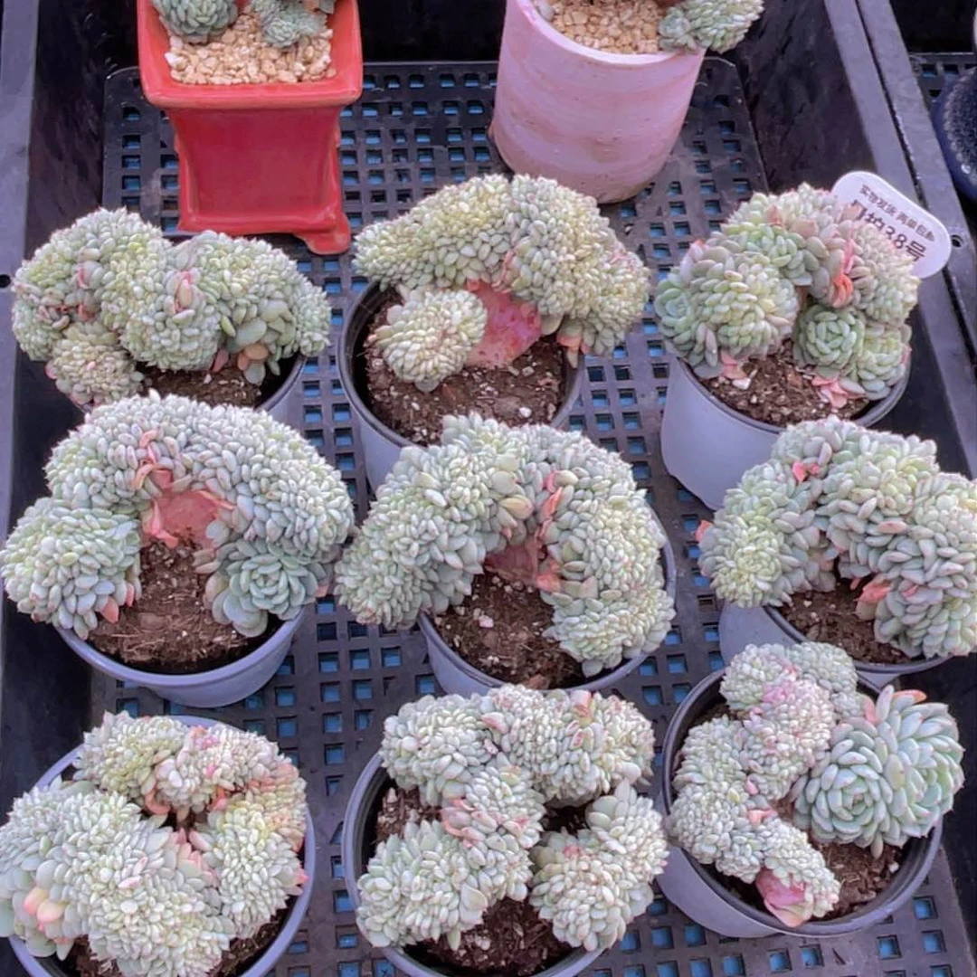 量拍38号白胖子缀化带板子一个