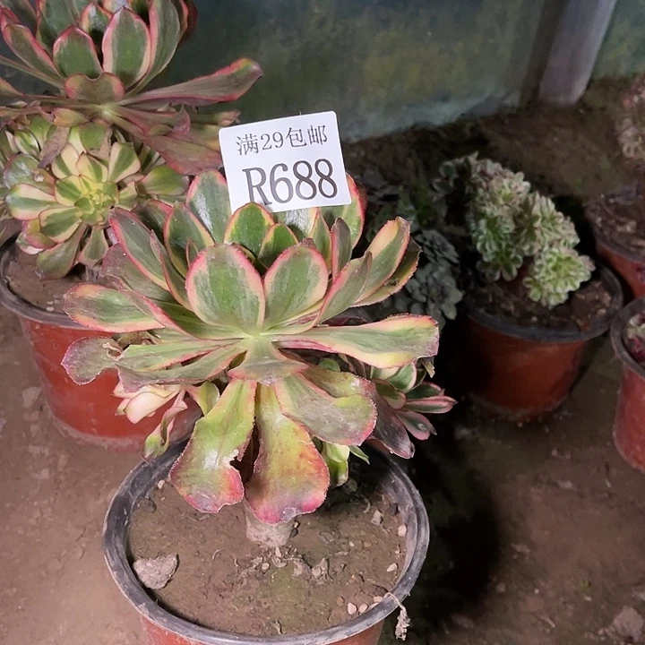688魅影多肉植物