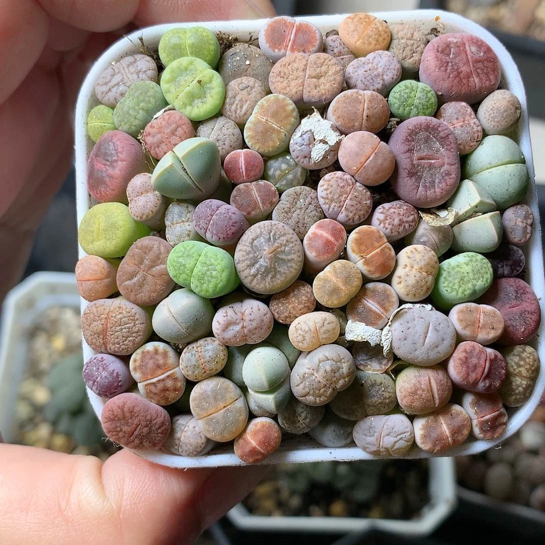 A198多肉植物保护