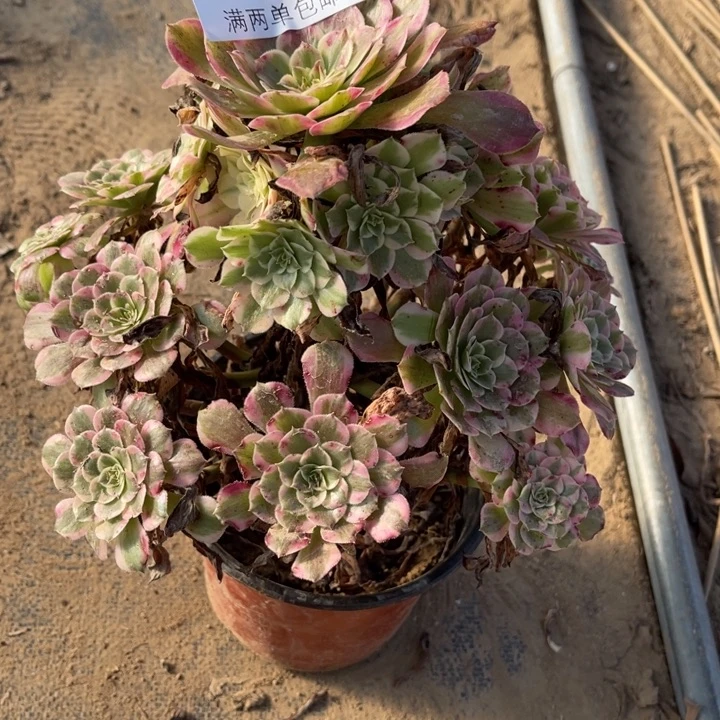 霁月多肉的人多肉的人2774