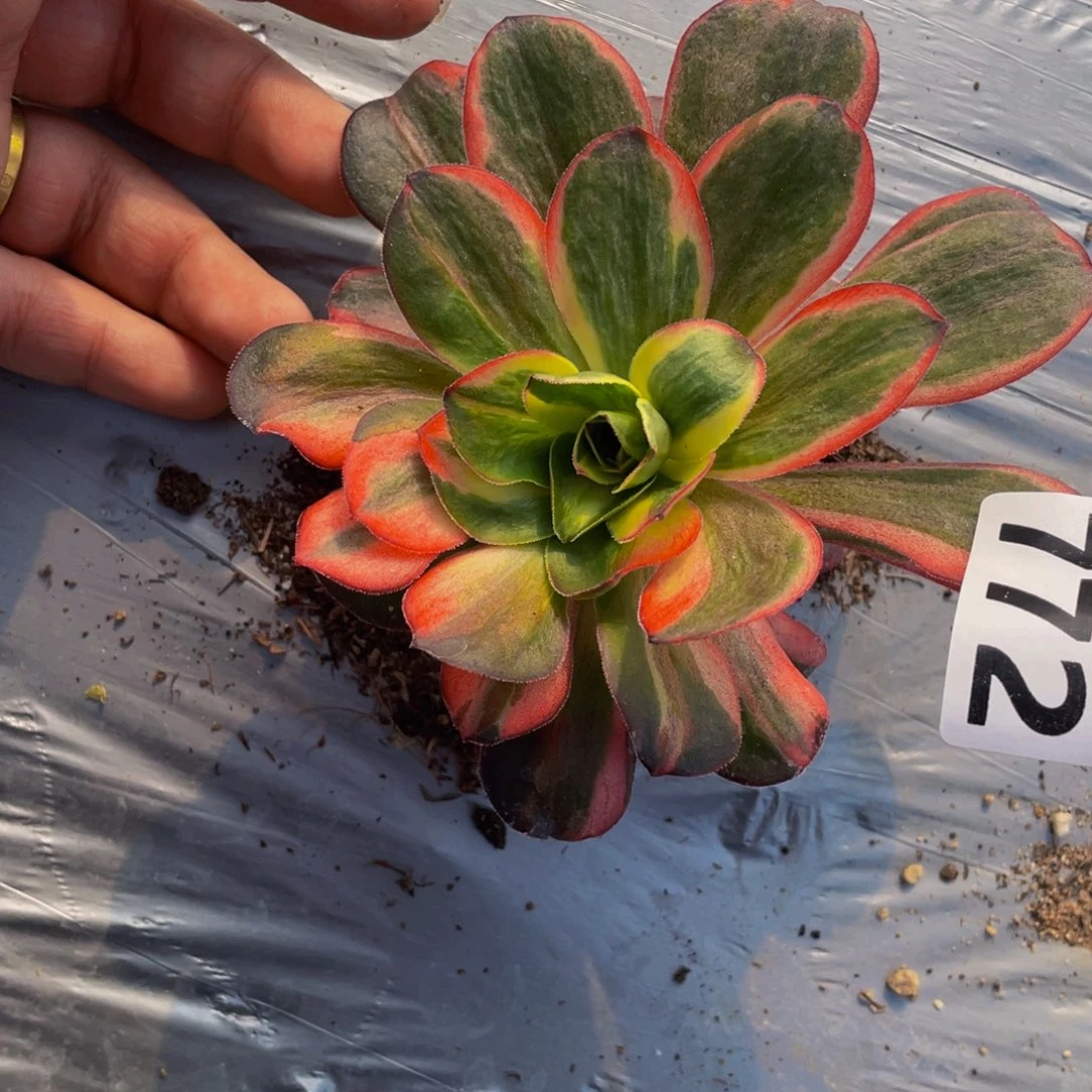 772美金七彩多肉植物