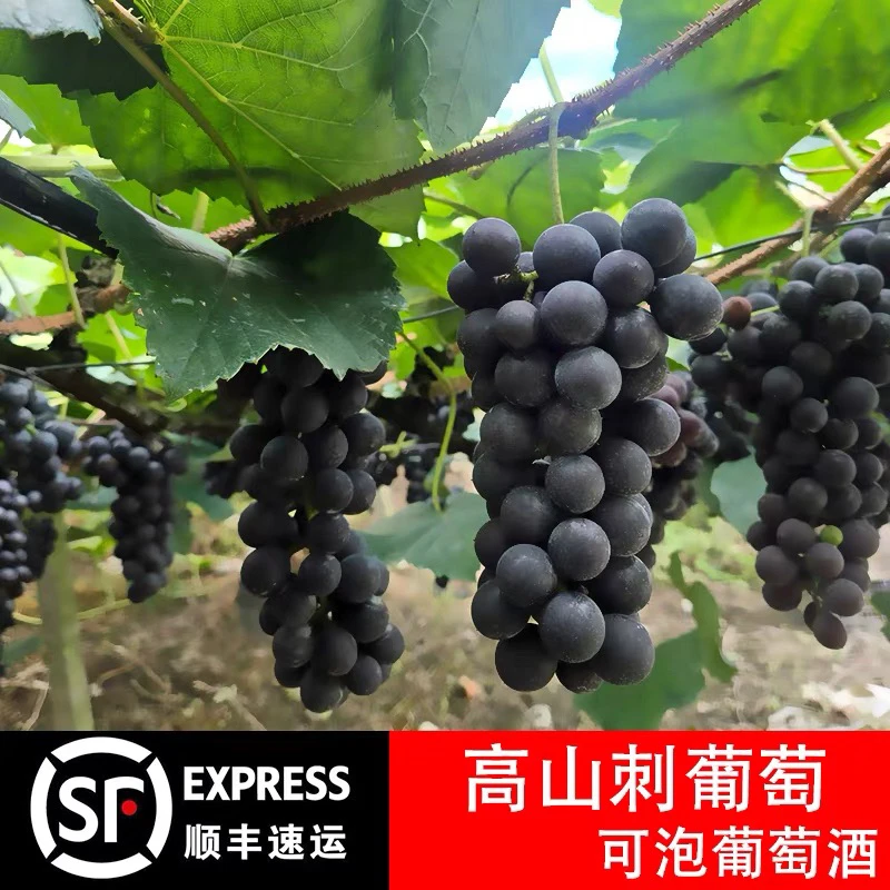 湖南麻阳高山2号专业酿酒刺葡萄