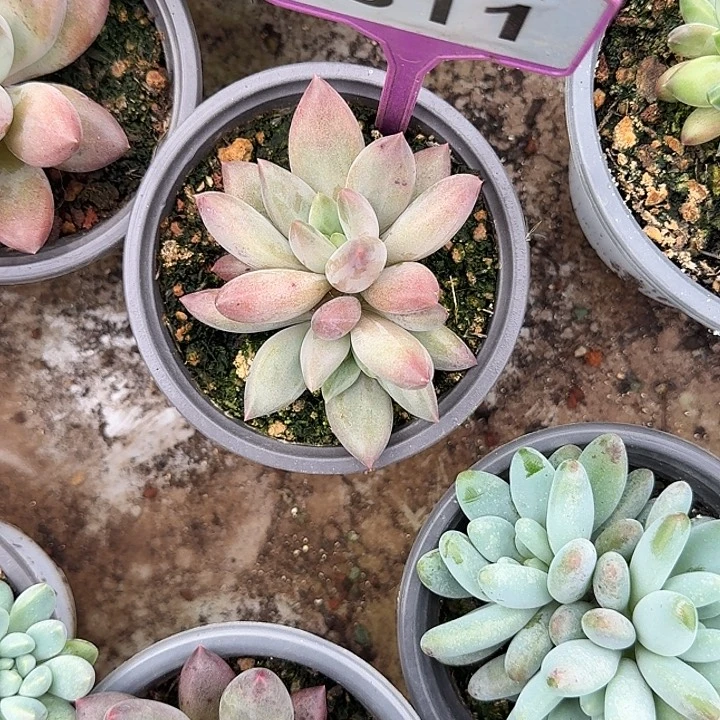 多肉植物水晶球群811