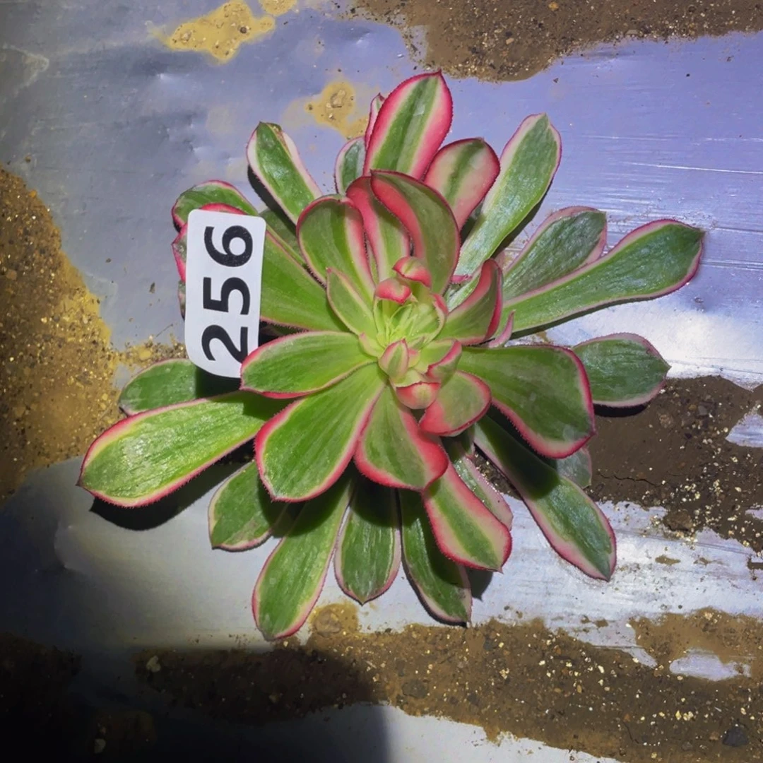 玉芙蓉多肉植物多肉256