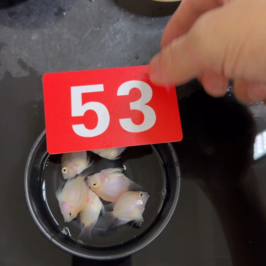 鹦鹉鱼竞拍迷你鹦鹉鱼